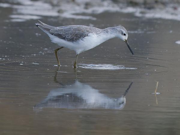 <h3><a href="/trips/tanzania/biota/animalia/chordata/aves/024 charadriiformes/015 scolopacidae/tringa stagnatilis/tringa stagnatilis-nl.html">Tringa&nbsp;stagnatilis</a> / Marsh&nbsp;sandpiper / Poelruiter</h3>OM-1 Mark II met OLYMPUS M.150-400mm F4.5, 1/2000 sec  bij F4.5, ISO 1250, afstand 21.7&nbsp;m